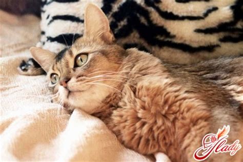 Как лечить понос у кошки, кота и котят? Правильное лечение диареи