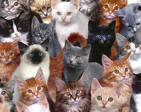 cat breed uquiz    tumblr    cats  autistic