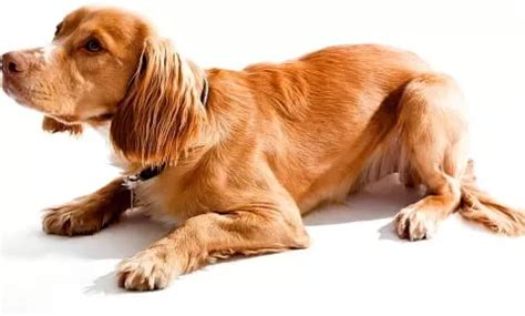 how to prevent chagas disease in dogs