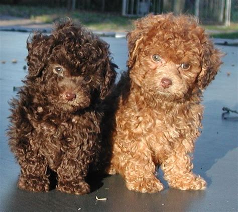 Chocolate Maltipoo