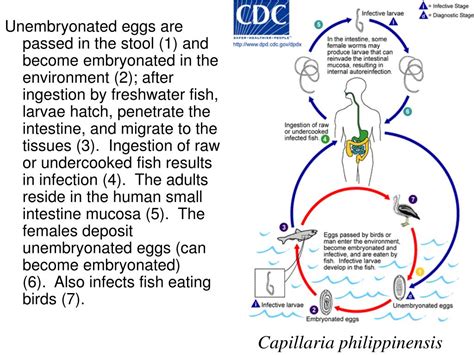 parasitology powerpoint    id