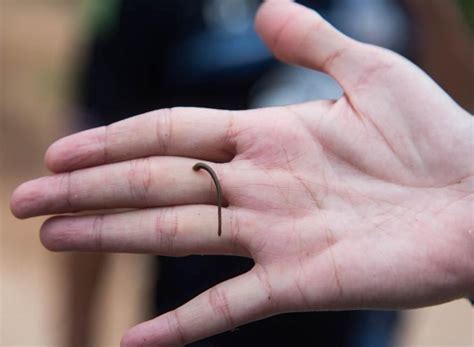 small hirudo leech med leeches