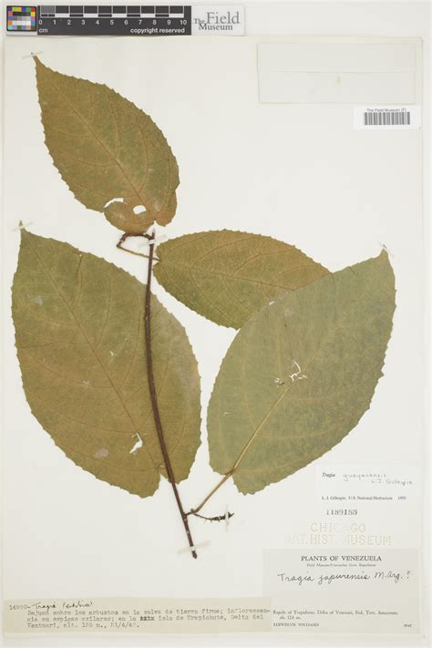 monadelpha guayanensis rapid reference  field museum