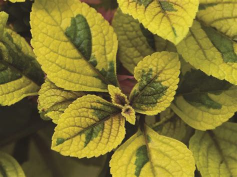 Swedish Ivy, Guacamole - Campbell's Nursery