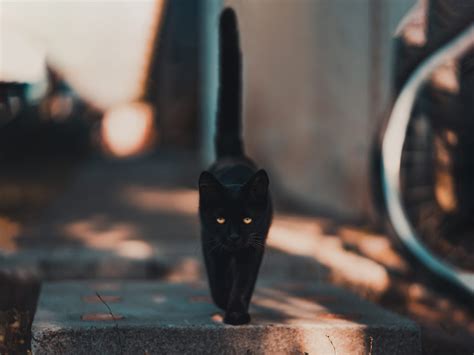 Pratica Supersticiosa Para Conseguir Algo Desejado - Qué es la superstición. La psicología de la conducta supersticiosa ...