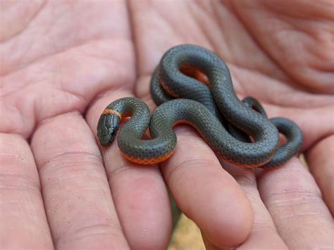 Pacific Ringneck Snake