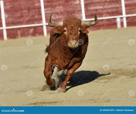 Strong Bull with Big Horns in a Traditional Spectacle of Bullfight ...