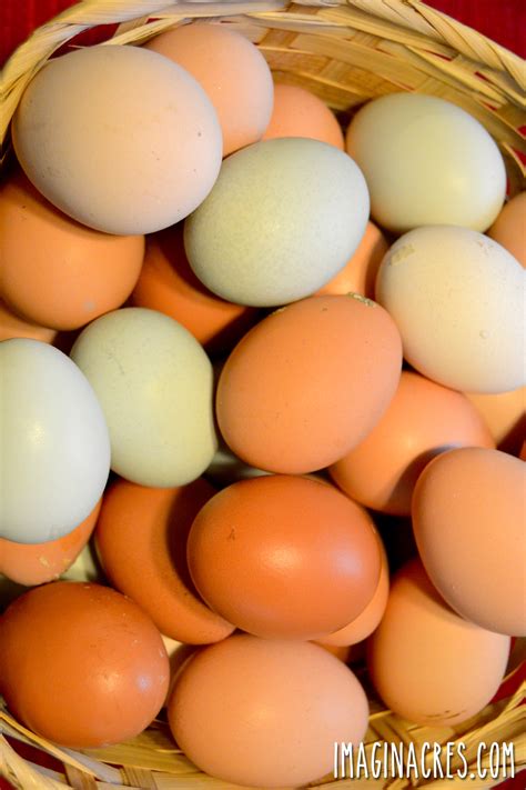 How to Tell If Eggs Are Fresh (or Bad) and Store Them Safely - ImaginAcres