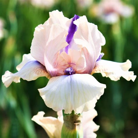 Pink Reblooming Bearded Iris Concertina Rhizomes For Sale – Easy To
