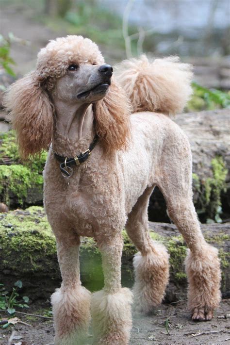 Toy poodle vs miniature poodle can you spot the differences – Artofit