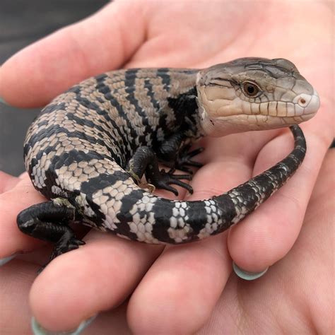 Awesome little Halmahera blue tongue skink | Blue tongue skink, Cute ...