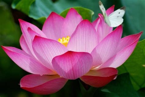 egyptian lotus flower.jpg (3 comments) Hi-Res 720p HD