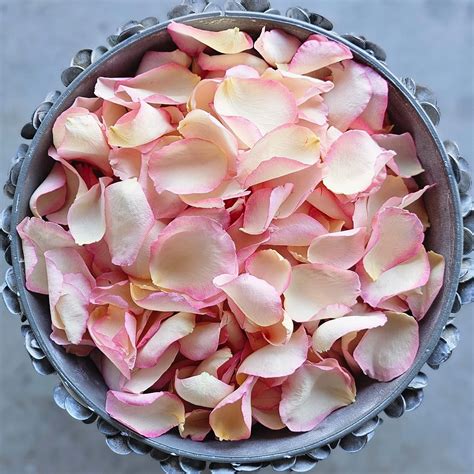 natural  wilting freeze dried rose petals  weddings  special