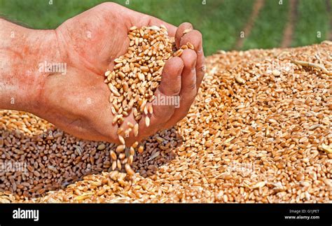 Human hand holding wheat grains hi-res stock photography and images - Alamy