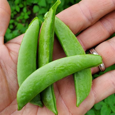 Pea Sugar Snap