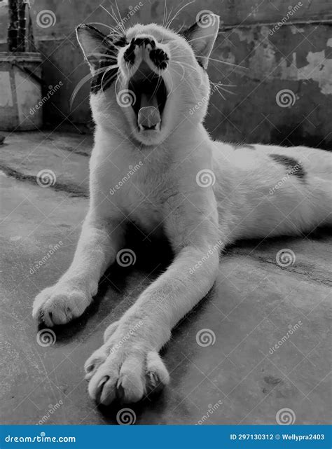 Cute Cat Feel so Sleepy after Eat Stock Photo - Image of feel, cute