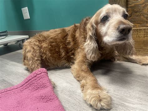 Tuky - Final Gift Pet Memorial Center | Pet Cremation | Connecticut