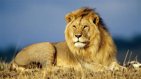 What Is an Animal? | FifteenEightyFour | Cambridge University Press