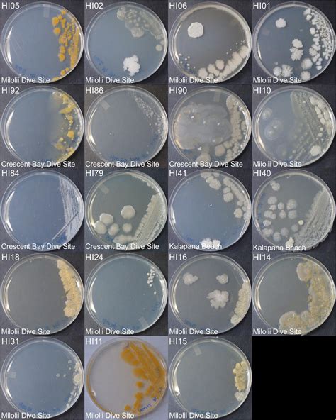 frontiers metabolomic diversity  identification  antibacterial