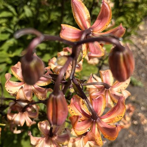 Terrace City – Parkland Peonies