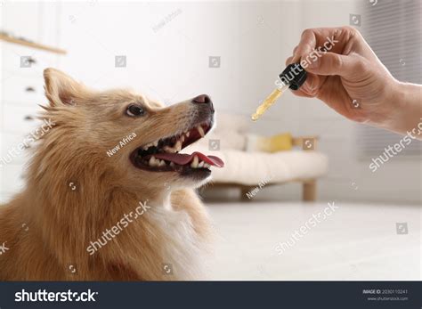 how to give a dog liquid medication