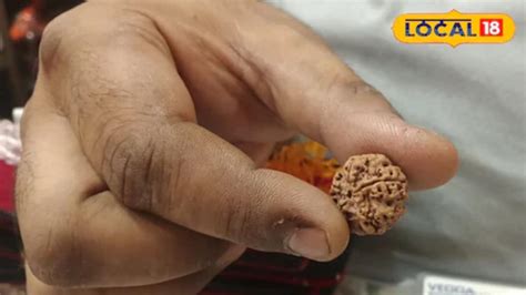 difference  real  fake rudraksha lifestyle