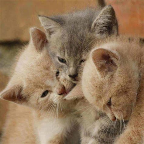 Living with Multiple Cats - Life & Cats - multiple cat families