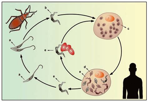 Ciclo De Vida Trypanosoma Cruzi - Ciclo De Vida Do Trypanosoma Cruzi