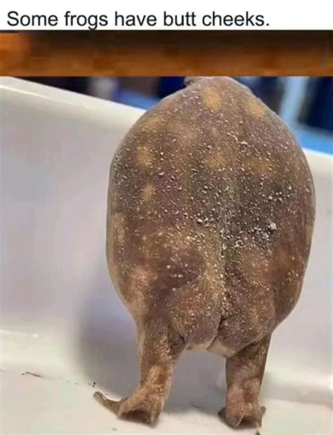 These frogs and toads having almost human like butt cheeks are actually ...