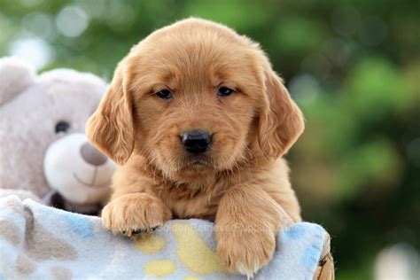 Tara - My Golden Retriever Puppies