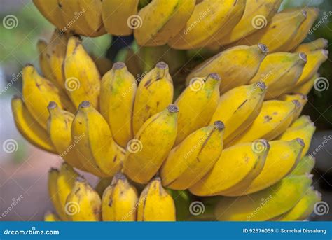 cultivated banana  thailand stock image image  bananas group