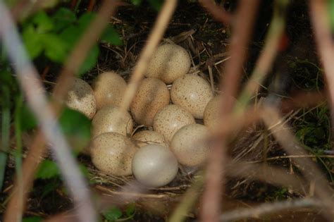 park  bush hog  create brooding  nesting habitat virginia dwr