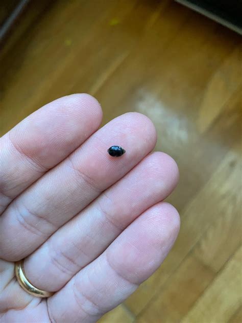 Is this a bedbug? : r/Bedbugs