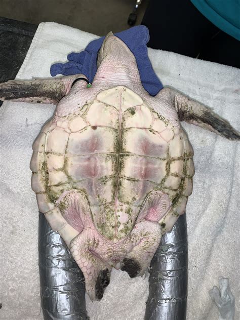 Kemps ridley #479 – Sea Turtle, Inc