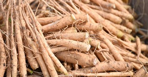 9 Lesser-Known Herbs with Incredible Health Benefits - Plantisima