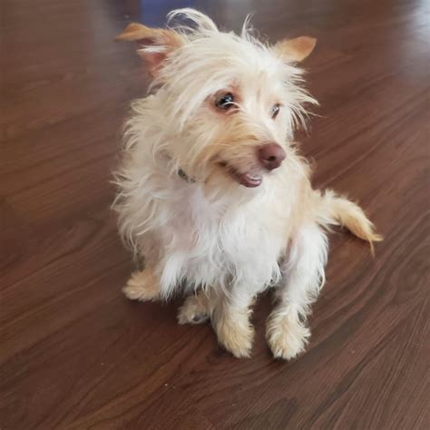 Try to guess this breed!// I know the breed let's see who gets it