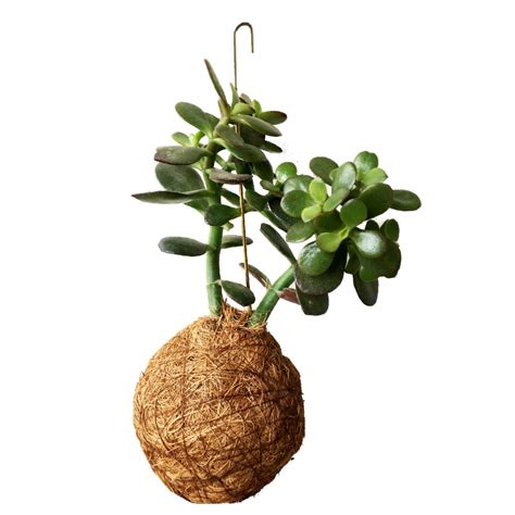 SHOP - Planteplaneter - Free shipping in Denmark on all plants