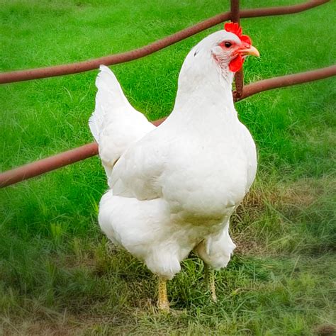 white chicken breeds  add   flock