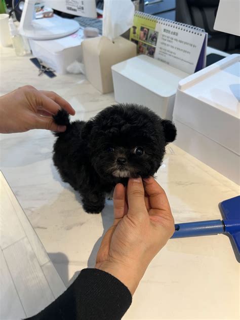 Maltipoo Micro - Micropetkorea