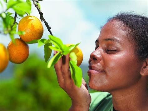 unraveling  mathematics  smell scientific american