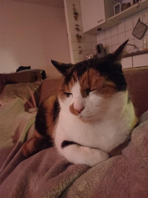 Miss Kiki has graced me with the privilege of sleeping on me for the