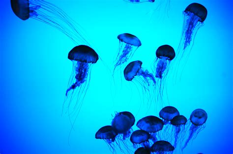 Sea Dancing 2 by Emily-Autumn on DeviantArt