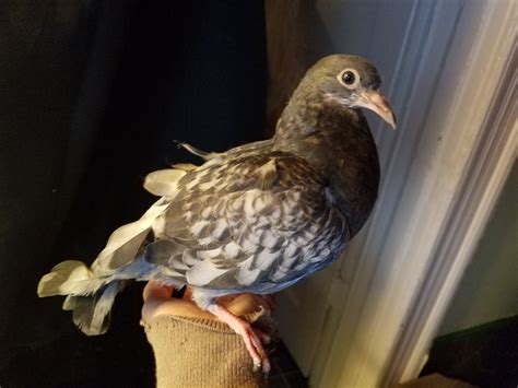 Philly Pigeon Rescue - Philly Pigeon Rescue