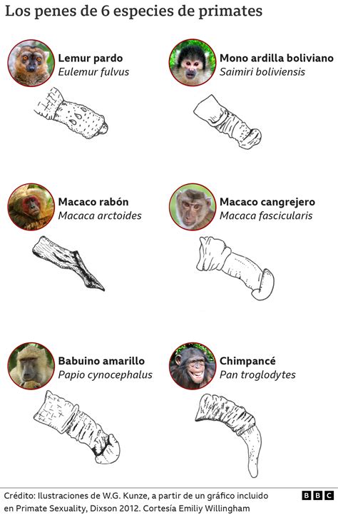 “El pene debe ser un órgano de intimidad, no de intimidación”: la