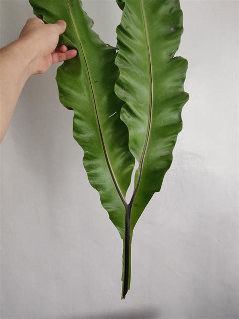 a twin leaf. : r/mildlyinteresting