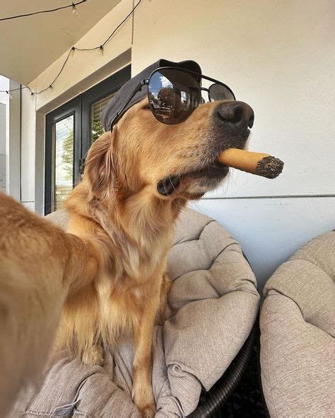 hilarious animal memes   time funny dogs cute dogs images