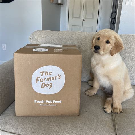 Ollie vs. The Farmer’s Dog: The Fight for The Best Dog Food Delivery