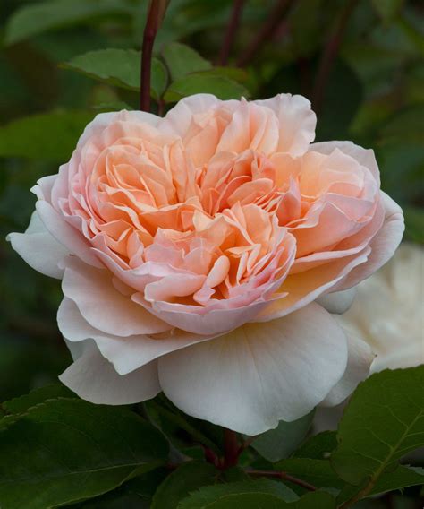 The best fragrant roses: 10 scented varieties for a garden | Homes and