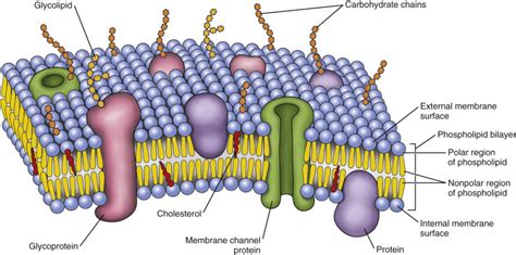 Phospholipid Bilayer | Introduction, Structure and Functions