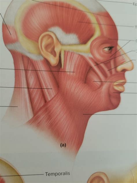 side face diagram diagram quizlet